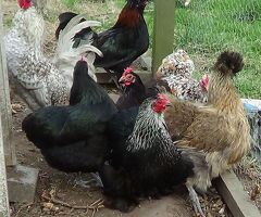 Mixed Breed Bantam hatching eggs x6 - 2