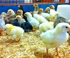 Mixed Breed Bantam hatching eggs x6 - 3