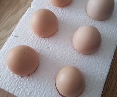2026 Bearded silkie hatching eggs available - 2