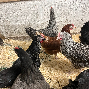 Happy hens