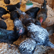 Stell House Farm