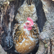 Blue Cedar Smallholding