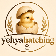 yehyahatching