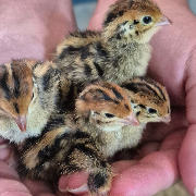 Coturnix Quail