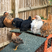 Pet 8week old chicks