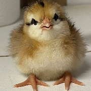 Three oaks Poultry