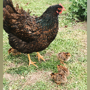 Chickadoodle
