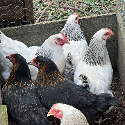 Pilling Poultry