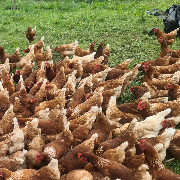 Littler's Pasture Farm